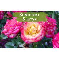 Комплект 5шт  / Роза Бэби Маскарад (миниатюрные)